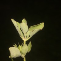 Ruellia patula Jacq.